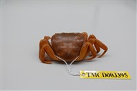 藏品(拉氏清溪蟹)的圖片